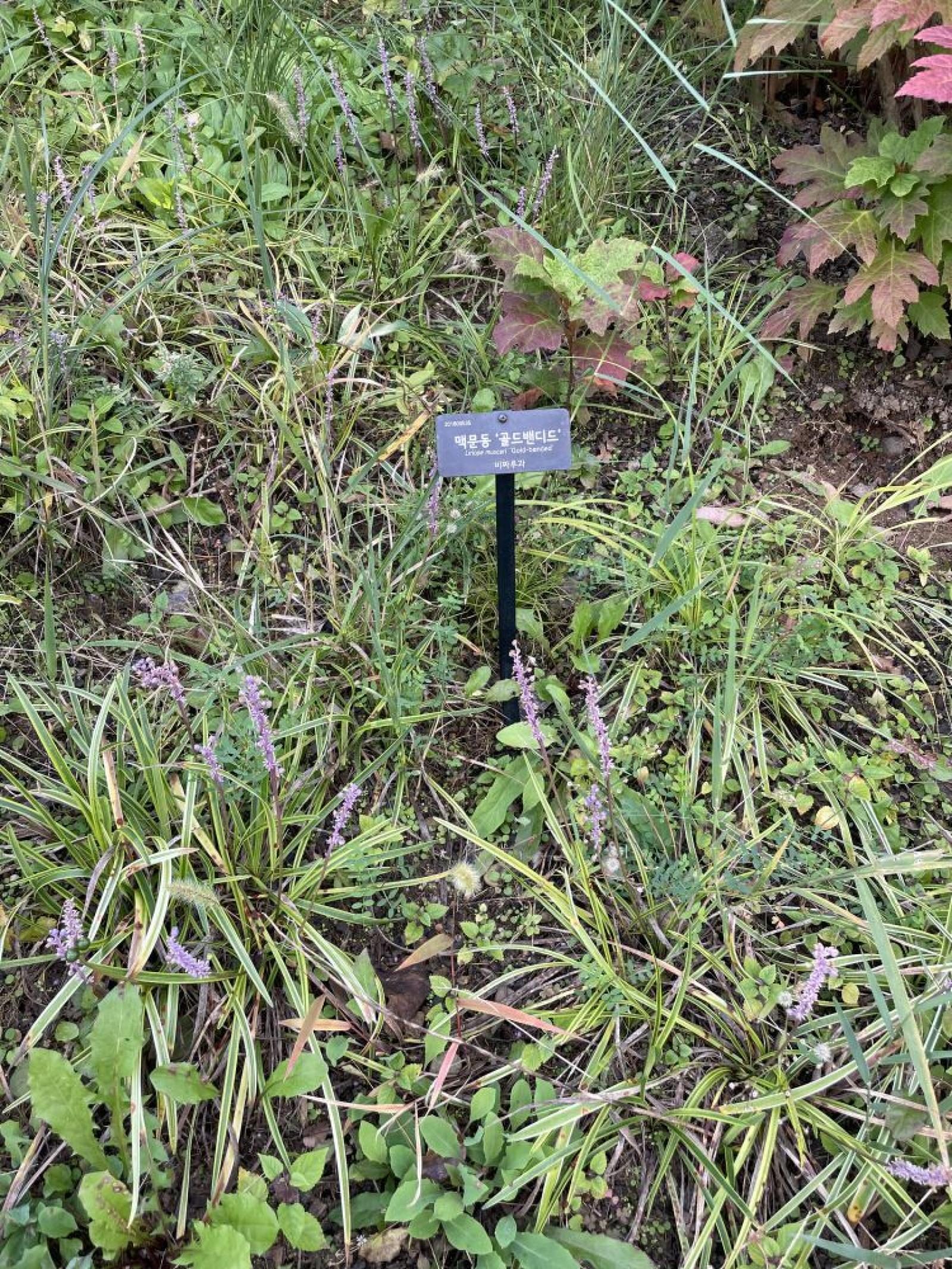 external_image 그림입니다. 원본 그림의 이름: IMG_2207.jpg 원본 그림의 크기: 가로 3024pixel, 세로 4032pixel 사진 찍은 날짜: 2025년 10월 25일 오후 10:35 카메라 제조 업체 : Apple 카메라 모델 : iPhone 12 mini 프로그램 이름 : 18.6.2 F-스톱 : 1.6 노출 시간 : 1/154초 ISO 감도 : 32 노출 모드 : 자동 35mm 초점 거리 : 27 프로그램 노출 : 자동 제어 모드 측