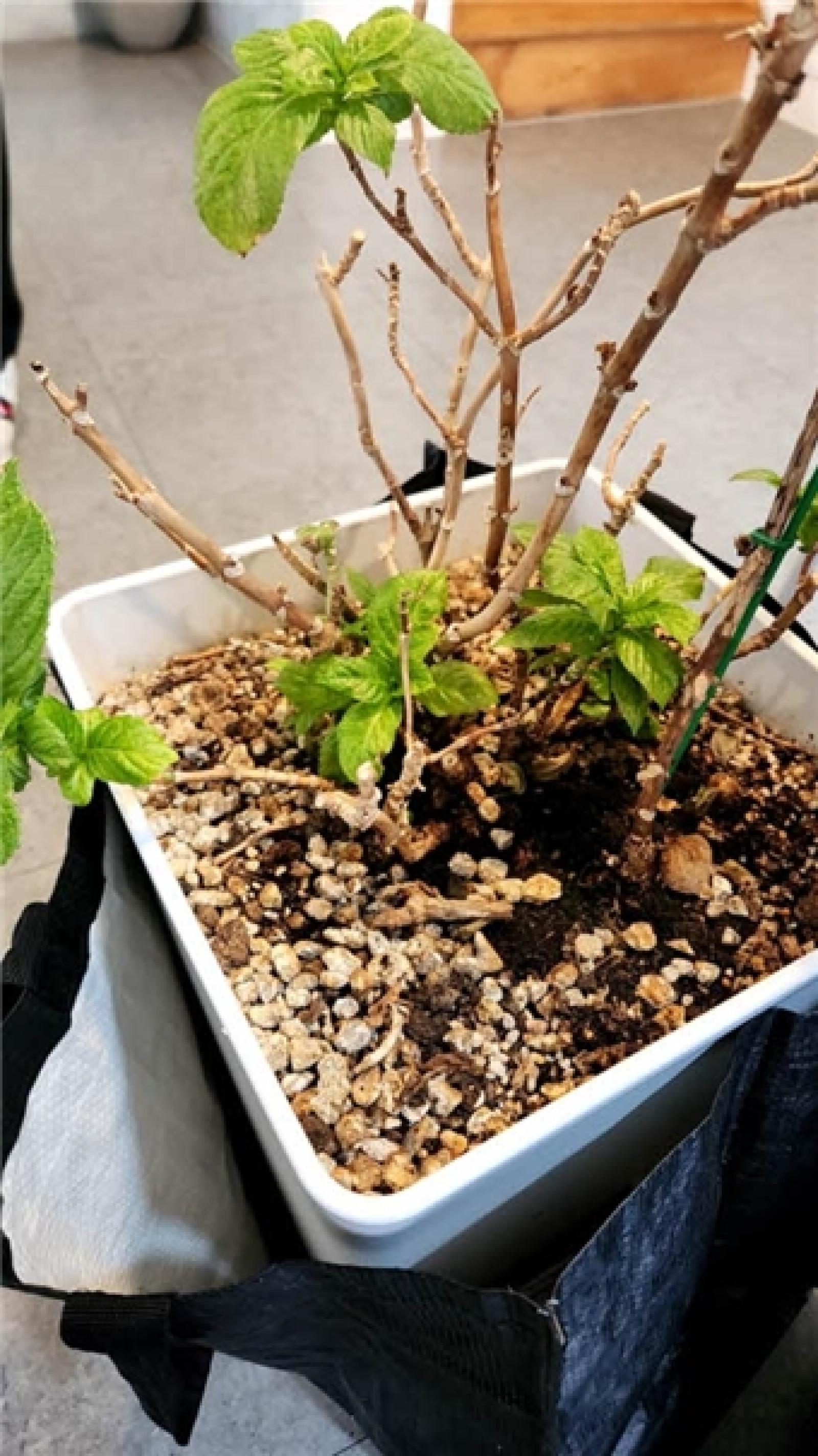 그림입니다.  원본 그림의 이름: IMG_3236.jpeg  원본 그림의 크기: 가로 531pixel, 세로 945pixel  사진 찍은 날짜: 2026년 03월 14일 오후 3:11  색 대표 : sRGB  EXIF 버전 : 0221