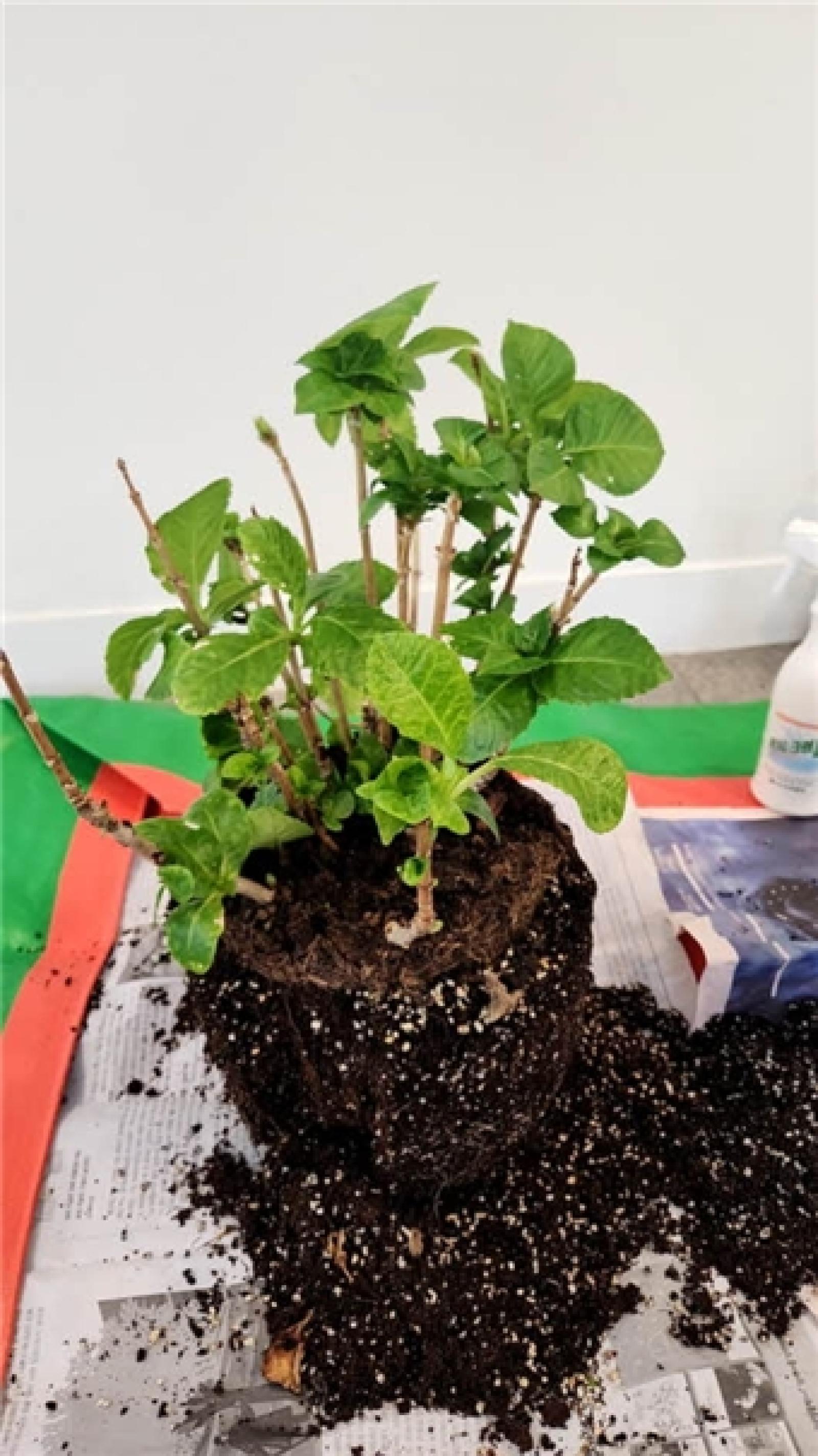 그림입니다.  원본 그림의 이름: IMG_3238.jpeg  원본 그림의 크기: 가로 531pixel, 세로 945pixel  사진 찍은 날짜: 2026년 03월 14일 오후 3:21  색 대표 : sRGB  EXIF 버전 : 0221