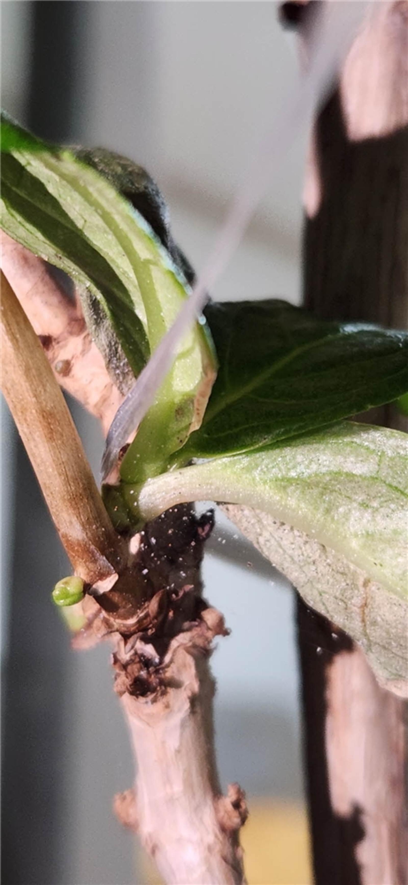 그림입니다.  원본 그림의 이름: IMG_3220.jpeg  원본 그림의 크기: 가로 910pixel, 세로 1971pixel  사진 찍은 날짜: 2026년 03월 12일 오후 9:10  카메라 제조 업체 : samsung  카메라 모델 : SM-S901N  프로그램 이름 : S901NKSU3CWGI  F-스톱 : 1.8  노출 시간 : 1/60초  ISO 감도 : 160  색 대표 : sRGB  노출 모드 : 자동  35mm 초점 거리 : 23  프로그램 노