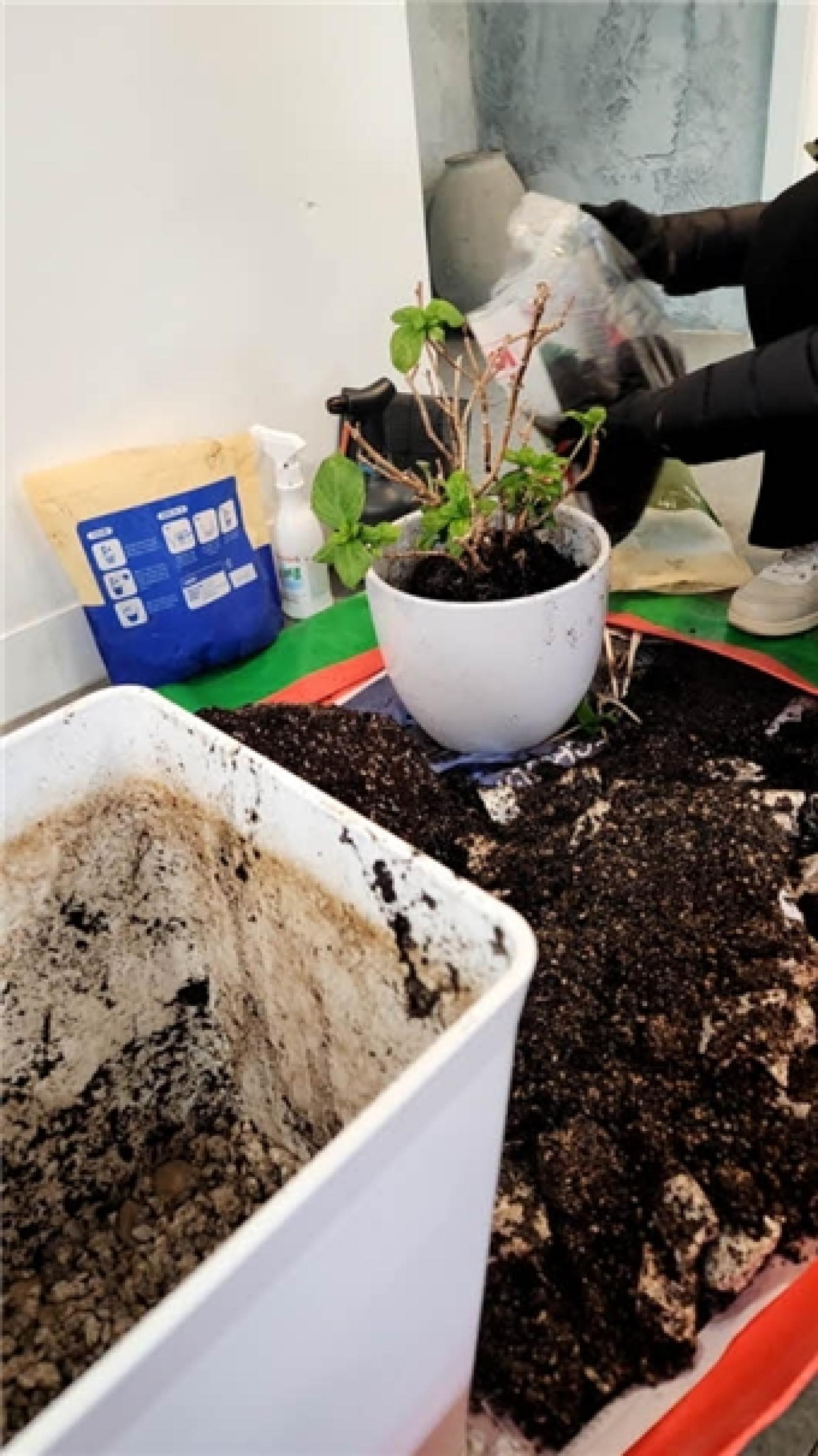 그림입니다.  원본 그림의 이름: IMG_3241.jpeg  원본 그림의 크기: 가로 531pixel, 세로 945pixel  사진 찍은 날짜: 2026년 03월 14일 오후 3:28  색 대표 : sRGB  EXIF 버전 : 0221