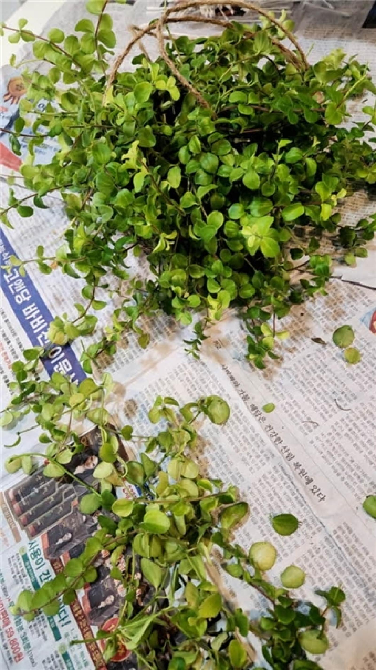 그림입니다.  원본 그림의 이름: IMG_3251.jpeg  원본 그림의 크기: 가로 531pixel, 세로 945pixel  사진 찍은 날짜: 2026년 03월 14일 오후 3:20  색 대표 : sRGB  EXIF 버전 : 0221