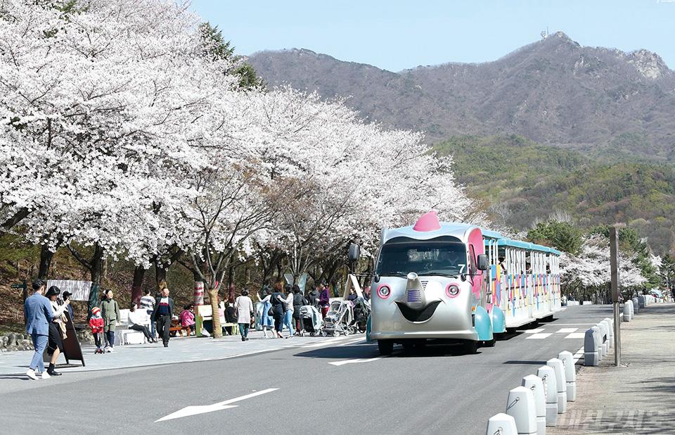 서울대공원 벚꽃 이미지