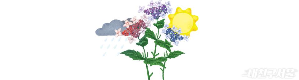 산수국