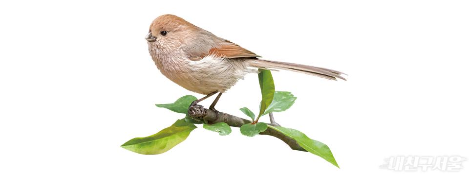 붉은머리오목눈이